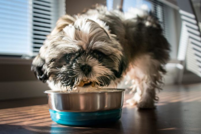 Does the FDA Approve Dog Food?